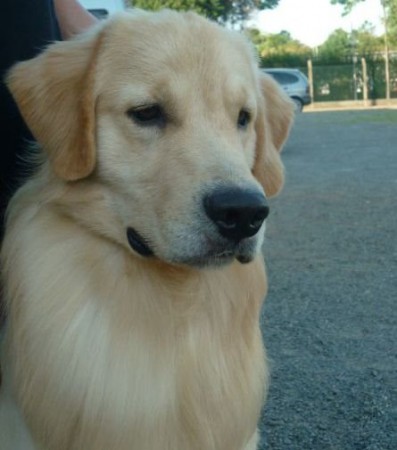 Ch. Filh. JCh. Golden Trip In The Pace of Magic  